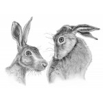 Al Hayball - Shy Hares   