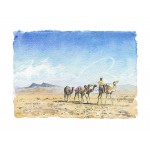 Alan Reed - Camels, Oman  