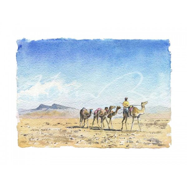 Alan Reed - Camels, Oman  