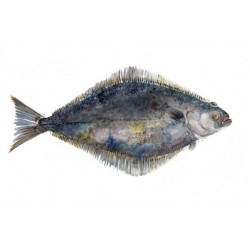 Angie Horder - Halibut