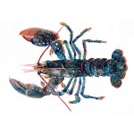 Angie Horder - Lobster I