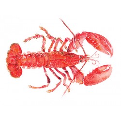 Angie Horder - Lobster II