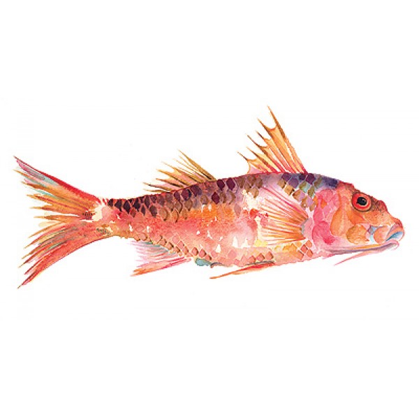 Angie Horder - Red Mullet