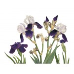 Ann Swan - Purple Irises