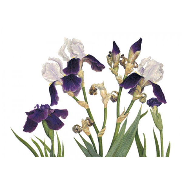 Ann Swan - Purple Irises