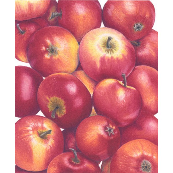 Ann Swan - Apples (Crocketts) Red