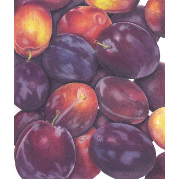 Ann Swan - Dark Plums