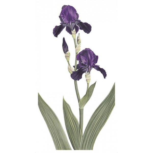 Ann Swan - Dark Purple Bearded Iris