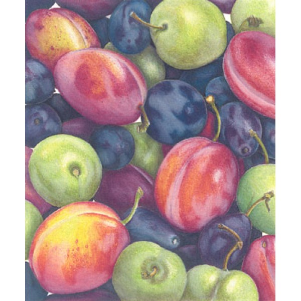 Ann Swan - Mixed Plums