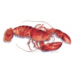 Annabel Fairfax - Coral Lobster