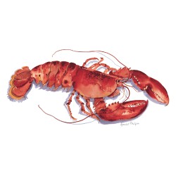 Annabel Fairfax - Coral Lobster