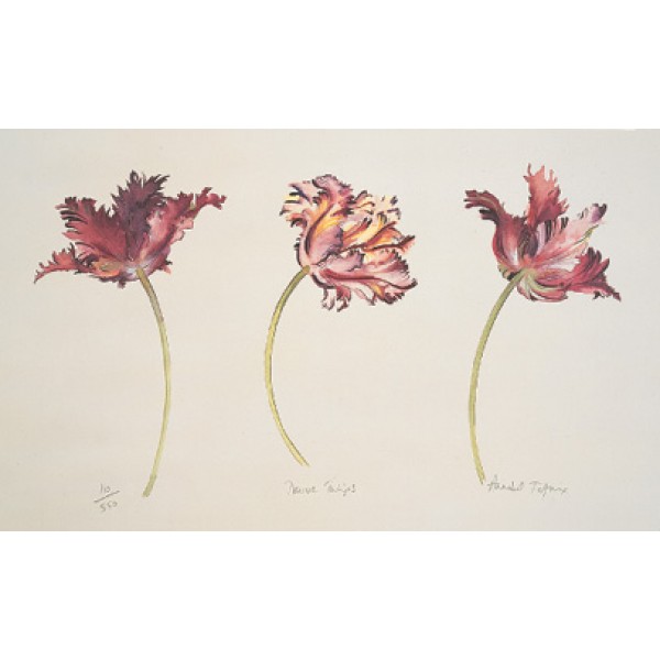 Annabel Fairfax - Mauve Tulips