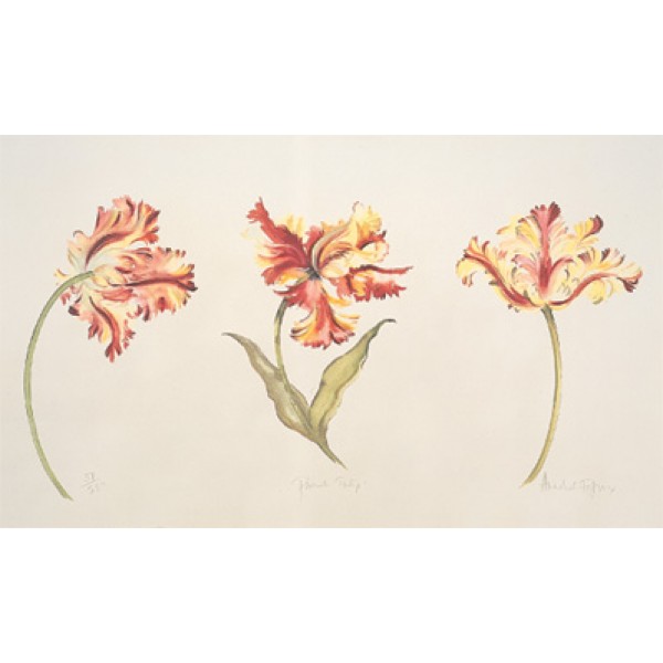 Annabel Fairfax - Parrot Tulips