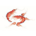 Annabel Fairfax - Prawns