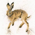 Kay Johns - Bounce (Hare) 