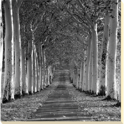 Charlie Waite - Perfect Symmetry I Canvas Print 