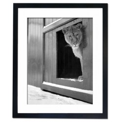 Lioness at the Zoo Framed Print