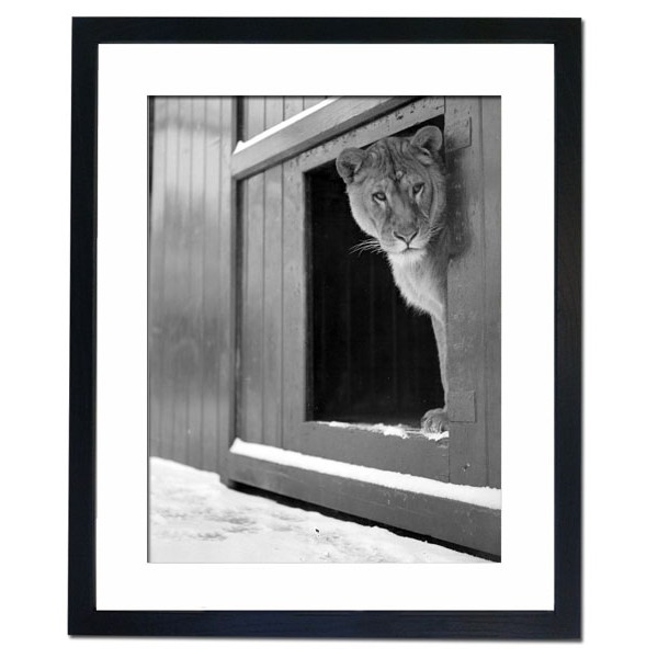 Lioness at the Zoo Framed Print