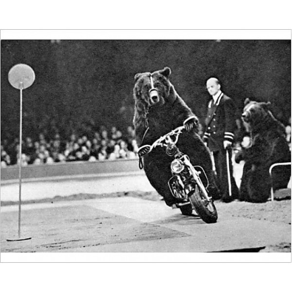 Bear riding a motorcycle at the Bertram Mills Circus Framed Print