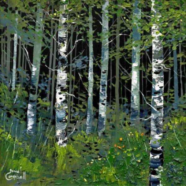 Daniel Campbell - Silver Birches in Summer