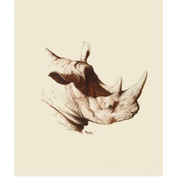 Eric Rowe - Rhino Study