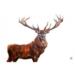 Georgina McMaster - Maximus