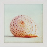 Sea Shell III Framed Print