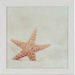 Sea Shell II Framed Print