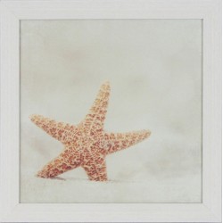 Sea Shell II Framed Print