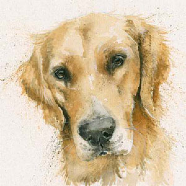 Kay Johns - Henry (Retriever)