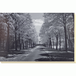 Ily Szilagyi  - Sublime Canvas Print 