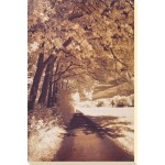 Ily Szilagyi  - The Path Ahead Canvas Print 