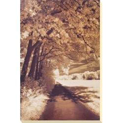 Ily Szilagyi  - The Path Ahead Canvas Print 