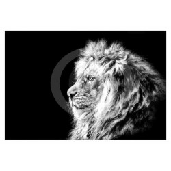 Jamie Boots - Barbary Storm (African Lion) 