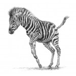 Jamie Boots - Dancer In Stripes Large (Chapmans Zebra) 