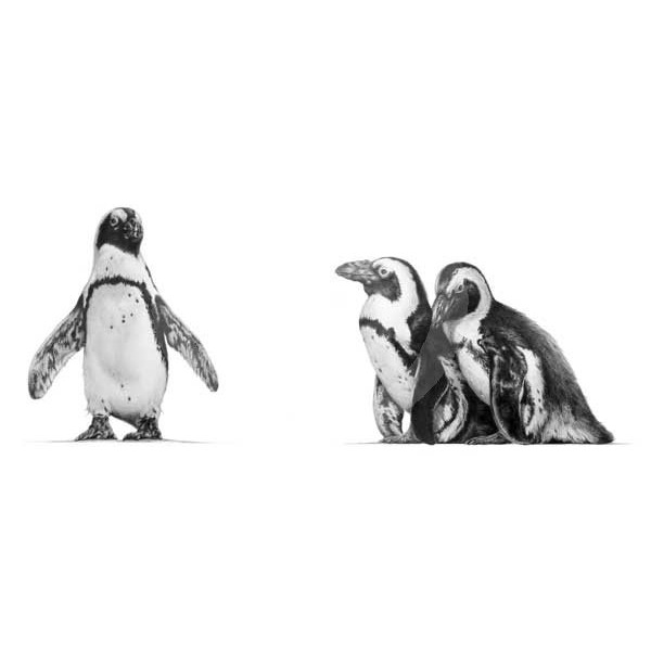 Jamie Boots - Do Try To Keep Up Large (African Penguin) 