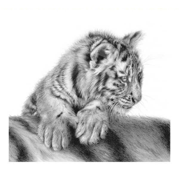 Jamie Boots - Looking For Trouble (Siberian Tiger Cub)