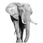 Jamie Boots - Majestic Thunder  (African Elephant)