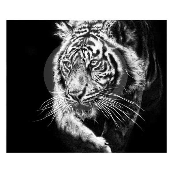 Jamie Boots - Ray of Light (Siberian Tiger) 