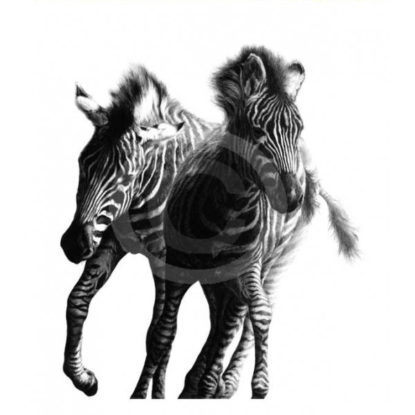 Jamie Boots - Running Wild (Chapmans Zebra)