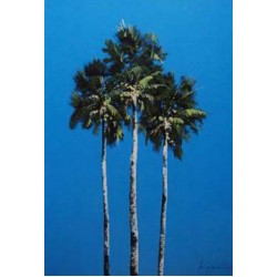 John Horsewell - Palms