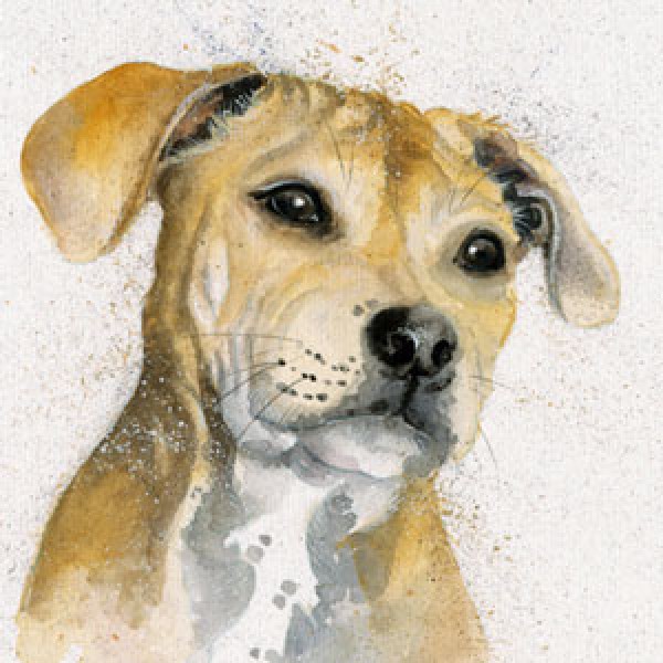 Kay Johns - Bailey (Staffie)