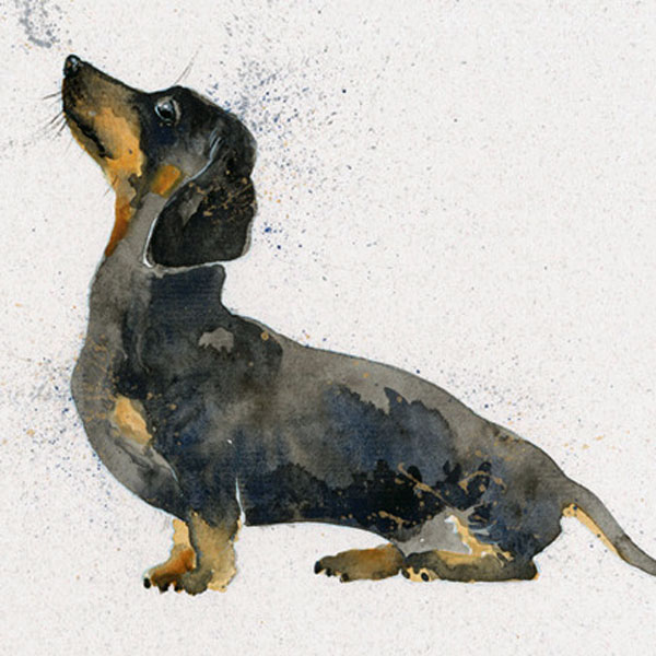 Kay Johns - Banger (Dachshund)