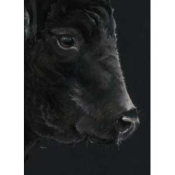 Kay Johns - Black Beef (Large)