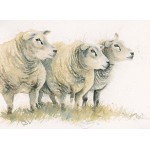 Kay Johns - Dutch Courage (Texel Sheep)  