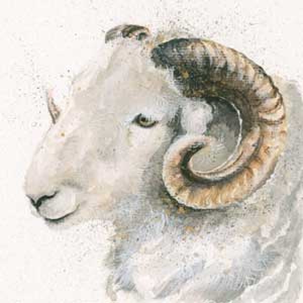 Kay Johns - Herdwick