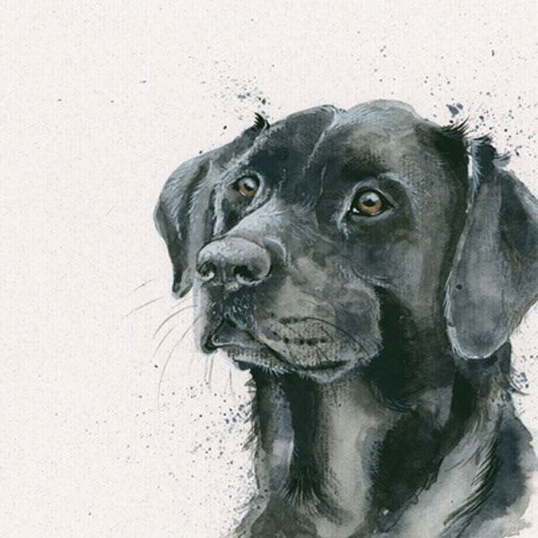 Kay Johns - Lad (Black Lab) 