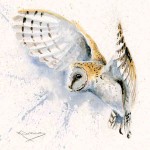 Kay Johns - Night Owl (Barn Owl)