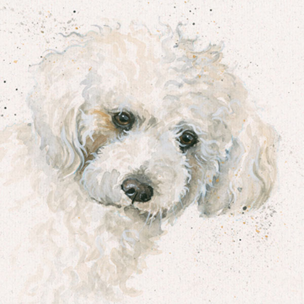 Kay Johns - Oscar (Bichon Frise)