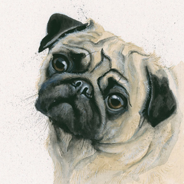 Kay Johns - Pugsey (Pug)